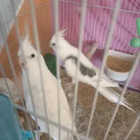 عروس هلندی|پرنده|گلبهار, شهر جدید گلبهار|دیوار