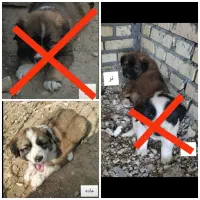 توله سگ دورگه سراب قدرجونی واگذاری