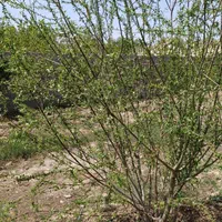 850متر باغدهشاد معاوضه با آپارتمان خانی‌آباد نو|فروش خانه و ویلا|تهران, خانی آباد نو جنوبی|دیوار