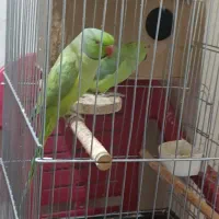 طوطی ملنگو|پرنده|جهرم, |دیوار