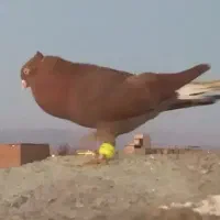 کفتر کبوتر رنگی سرخ دم سفید کاکلی عطیقه