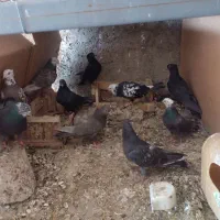 کبوتر کله ماستی|پرنده|کهریزک, |دیوار