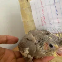 عروس اهویی|پرنده|طبس, |دیوار