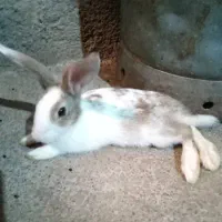 موش خرگوش|موش و خرگوش|پلدشت, |دیوار