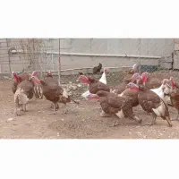 بوقلمون|حیوانات مزرعه|دشت ذهاب, |دیوار