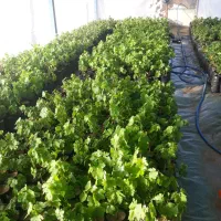 نهال انگور و انجیر و گل