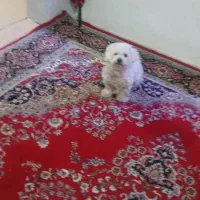 سگ شیتزو اموزش دیده