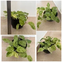 انواع گل و گیاه خاص