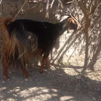 بز با کهره نر بزرگ|حیوانات مزرعه|سعدآباد, |دیوار