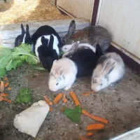 فروش۷عددبچه خرگوش و۲عدد بزرگ