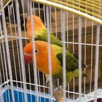 دو عدد طوطی برزیلی|پرنده|کرج, کوی زنبق|دیوار