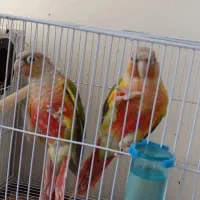 گرینچیک یلوساید مولدواقعی