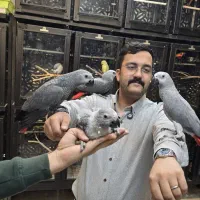 کاسکو کاکادو ماکائو آرا اقساطی