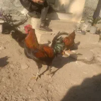 خروس چهل تاج سالم|حیوانات مزرعه|نوشهر, |دیوار