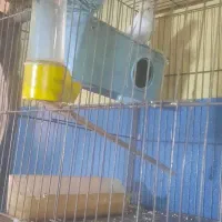 پرنده مرغ عشق|پرنده|کرج, اسلام‌آباد|دیوار