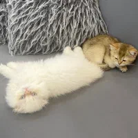 اسکاتیش لانگ و بریتیش گلد قیمت مناسب