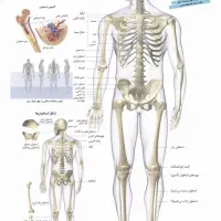 ماساژ حجامت فصد خون|خدمات آرایشگری و زیبایی|رباطکریم, نصیرشهر|دیوار