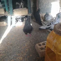 کفتر پرش بازی به شرط همه کفتر دارم به جز طوقی