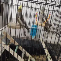 عروس هلندی|پرنده|پیرانشهر, |دیوار