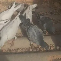 کفتر گم کردم