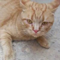 واگذاری رایگان گربه اسکاتیش