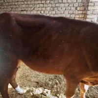 گاو با گوساله|حیوانات مزرعه|زابل, |دیوار