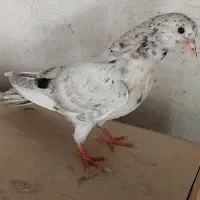 کبوتر پرشی سرور