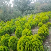 فروش نهال زینتی