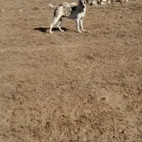 سگ خراسانی|سگ|شیروان (خراسان), |دیوار