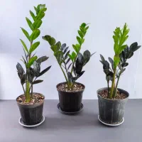 گل آپارتمانی، زامیفولیا، پتوس و انواع پک اقتصادی