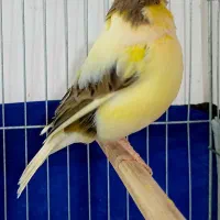 قناری گلاستر نر و ماده|پرنده|اردبیل, |دیوار