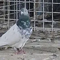 کله سبز و سیاه نر کاکلی مقبول
