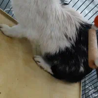 خرگوش|موش و خرگوش|قم, ولیعصر|دیوار