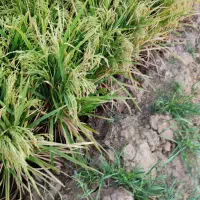 زمین آبی برنج کاری بااب رایگان سندشش دانگ