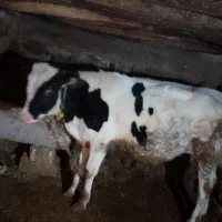 گوساله نر