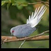 کبوتر الماسی (چینی)