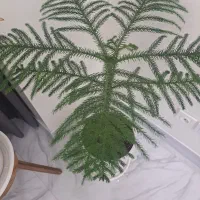 کاج مطبخ|گل و گیاه طبیعی|محمدشهر, محمدشهر|دیوار