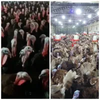 جوجه بوقلمون برنز