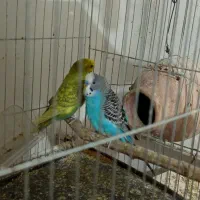 عروس هلندی باتخم ومرغ عشق|پرنده|اسلام‌‌آباد غرب, |دیوار