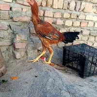 جوجه خروس و مرغ لاری اصیل