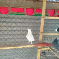 کبوتر|پرنده|ابریشم, |دیوار