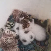 یک عدد بچه گربه جهت واگذاری