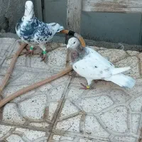 سار کرمونی|پرنده|تربت‌حیدریه, قائم|دیوار