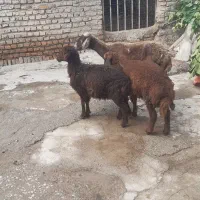 گوسفند جوان با ۲ بره