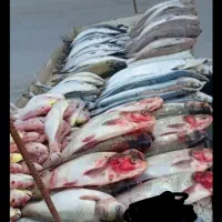 ماهی قزل تازه صیدامروز