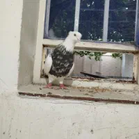 طوقی نقد و معاوضه با عروس هلندی