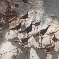 بوقلمون محلی|حیوانات مزرعه|دینور, |دیوار