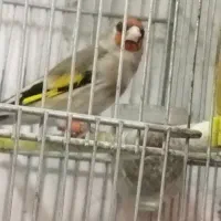 سهره کرمانی مست خون گلبسر مست خون