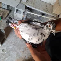 کبوتر گوره ای