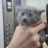 واگذاری گربه اسکاتیش 2 ماهه